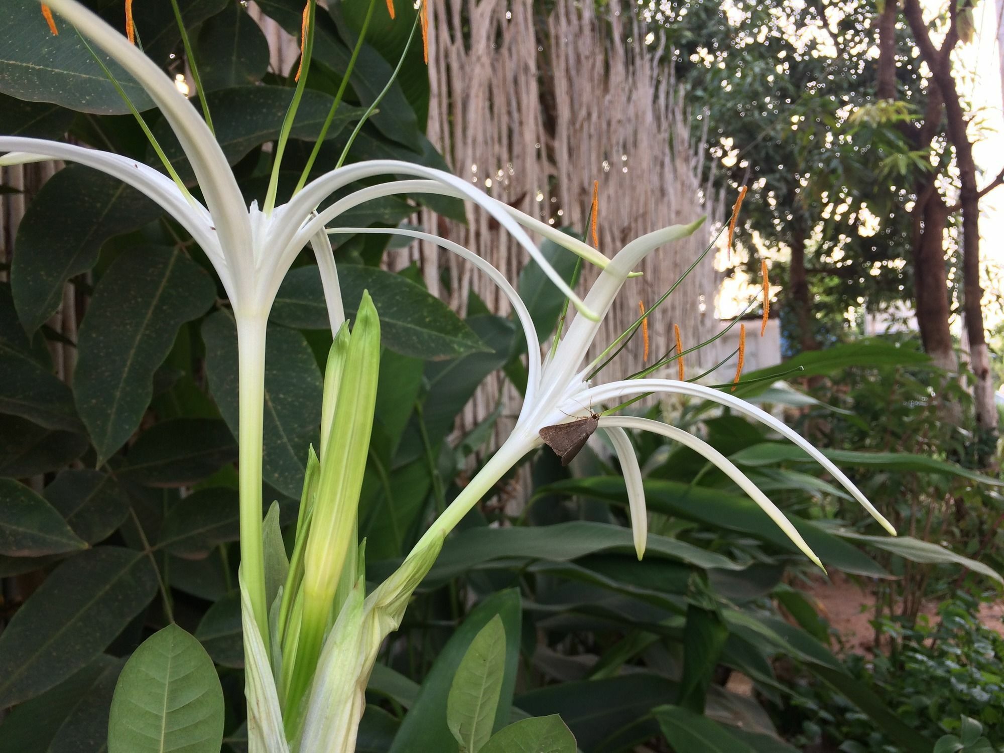 Eco-Home Siem Reap Homestay Exterior photo